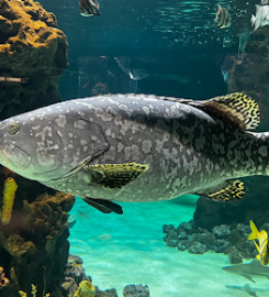 Daytona Aquarium & Rainforest Adventure